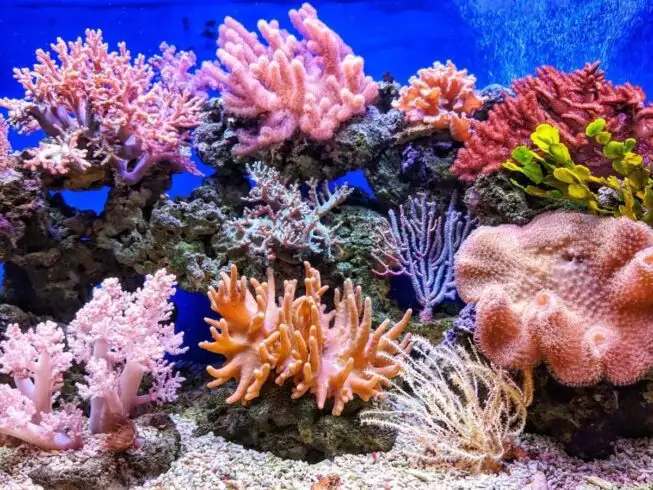 20 Fun Facts About The Ocean to Know 8