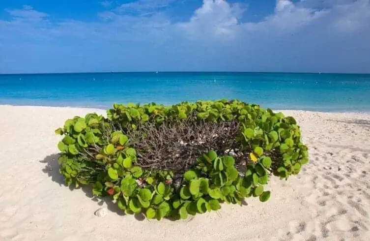 Eagle Beach Aruba