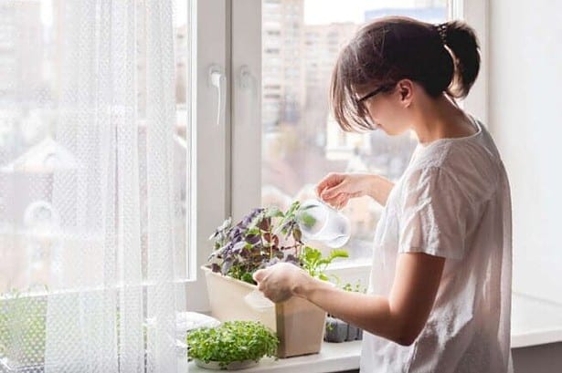 how to get id of gnats in houseplants