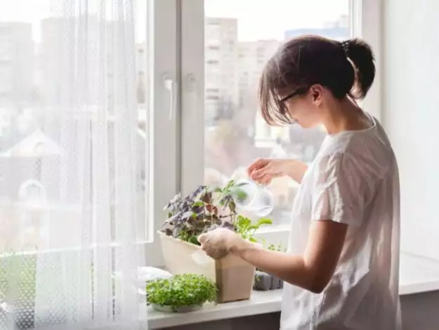 how to get id of gnats in houseplants