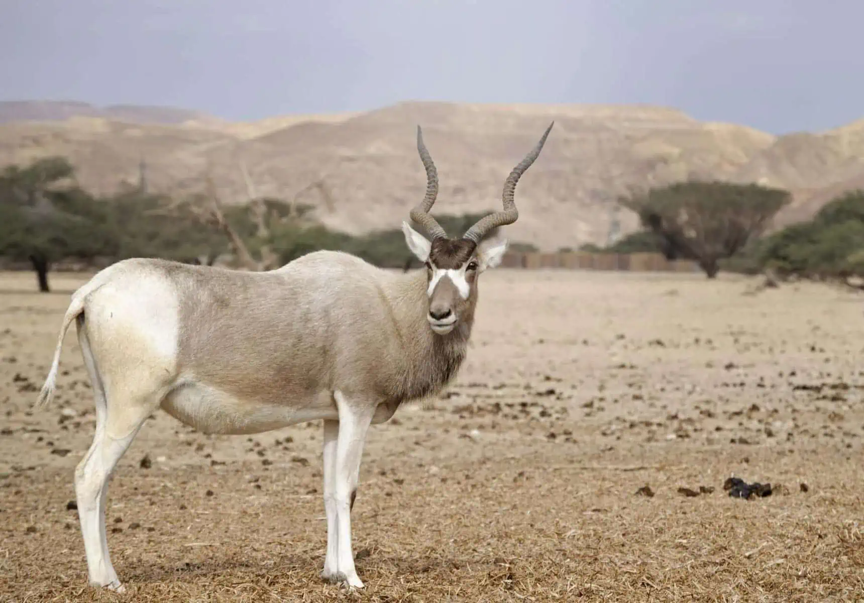What is the Rarest Animal in the World 5 What is the rarest animal