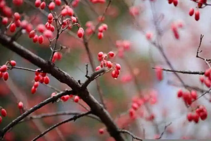 dogwood cherry