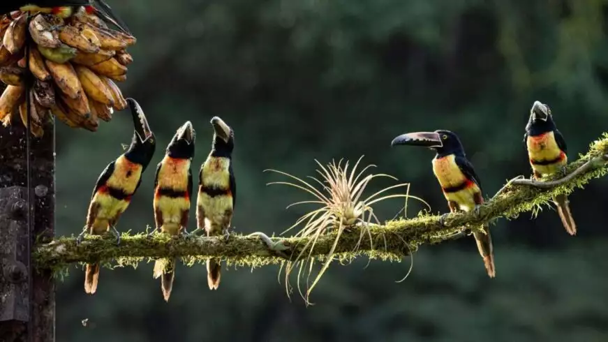 Largest Bird In The World and Its 4 Fiercest Competitors 5 large birds in the world