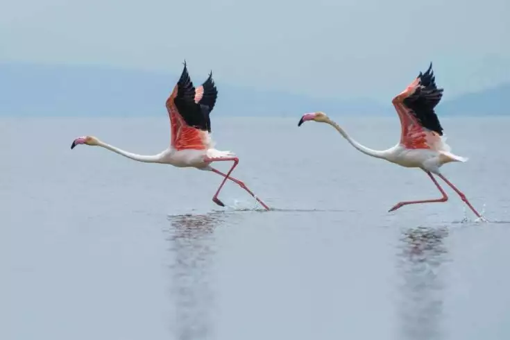 Largest Bird In The World and Its 4 Fiercest Competitors 1 Largest bird in the world