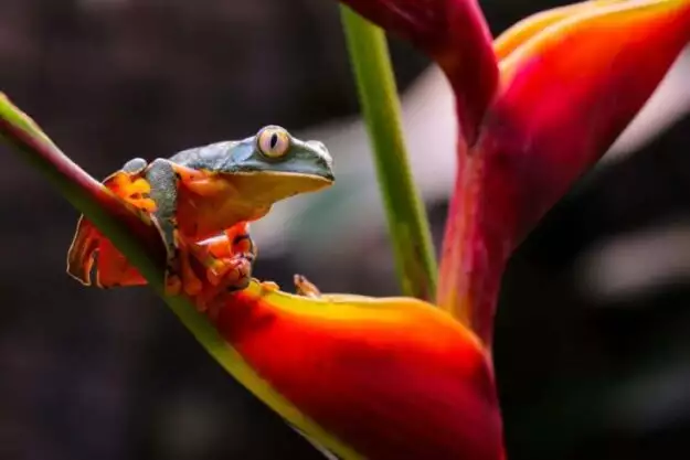 facts about frogs