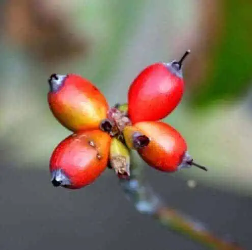 blood twig dogwood