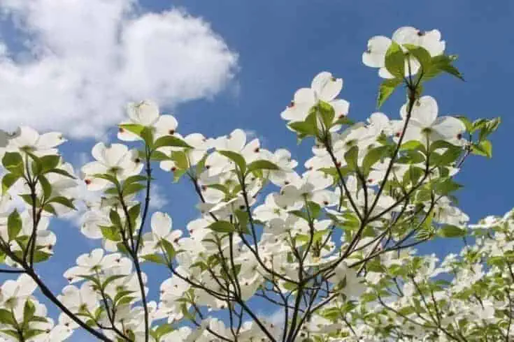 canadian bunchberry dogwood