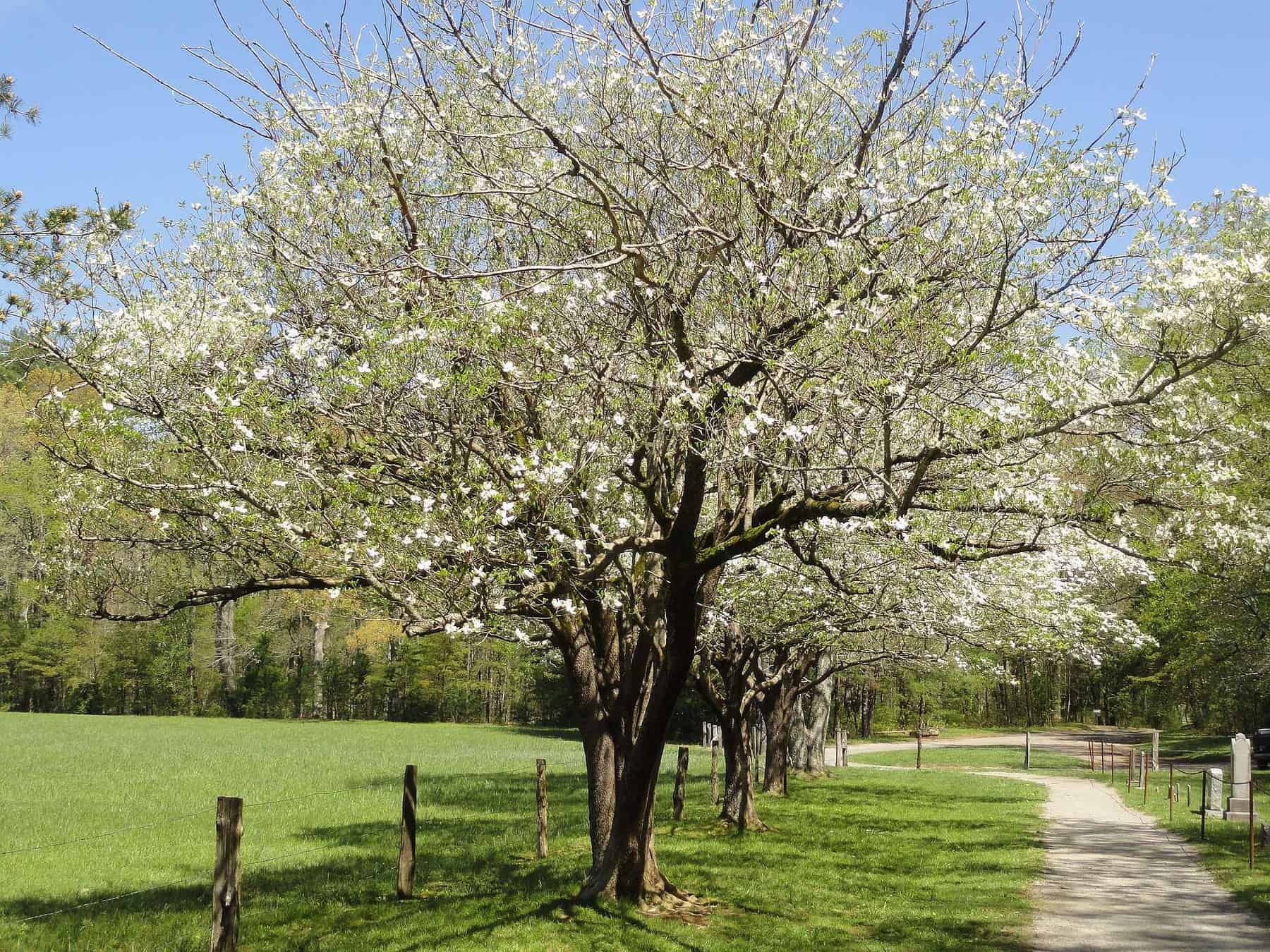 Flowering Dogwood Tree
