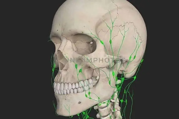 difference between blood and lymphA thin tube that carries lymph (lymphatic fluid) and white blood cells through the lymphatic system. Also called lymphatic vessel