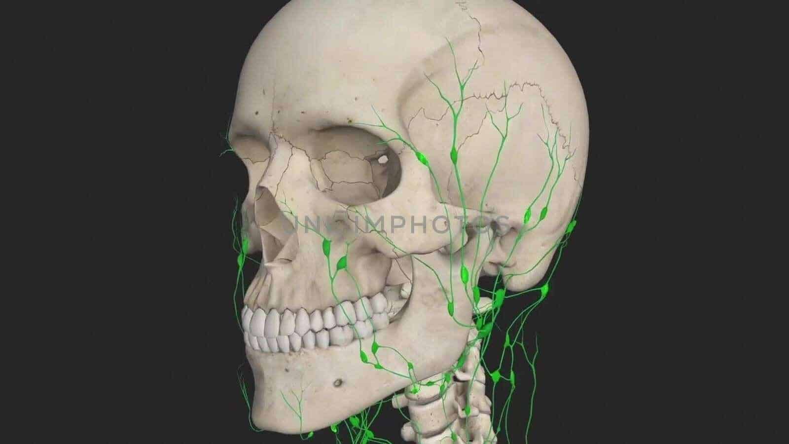 difference between blood and lymphA thin tube that carries lymph (lymphatic fluid) and white blood cells through the lymphatic system. Also called lymphatic vessel