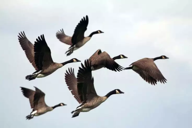 Largest Bird In The World and Its 4 Fiercest Competitors 2 Largest bird in the world