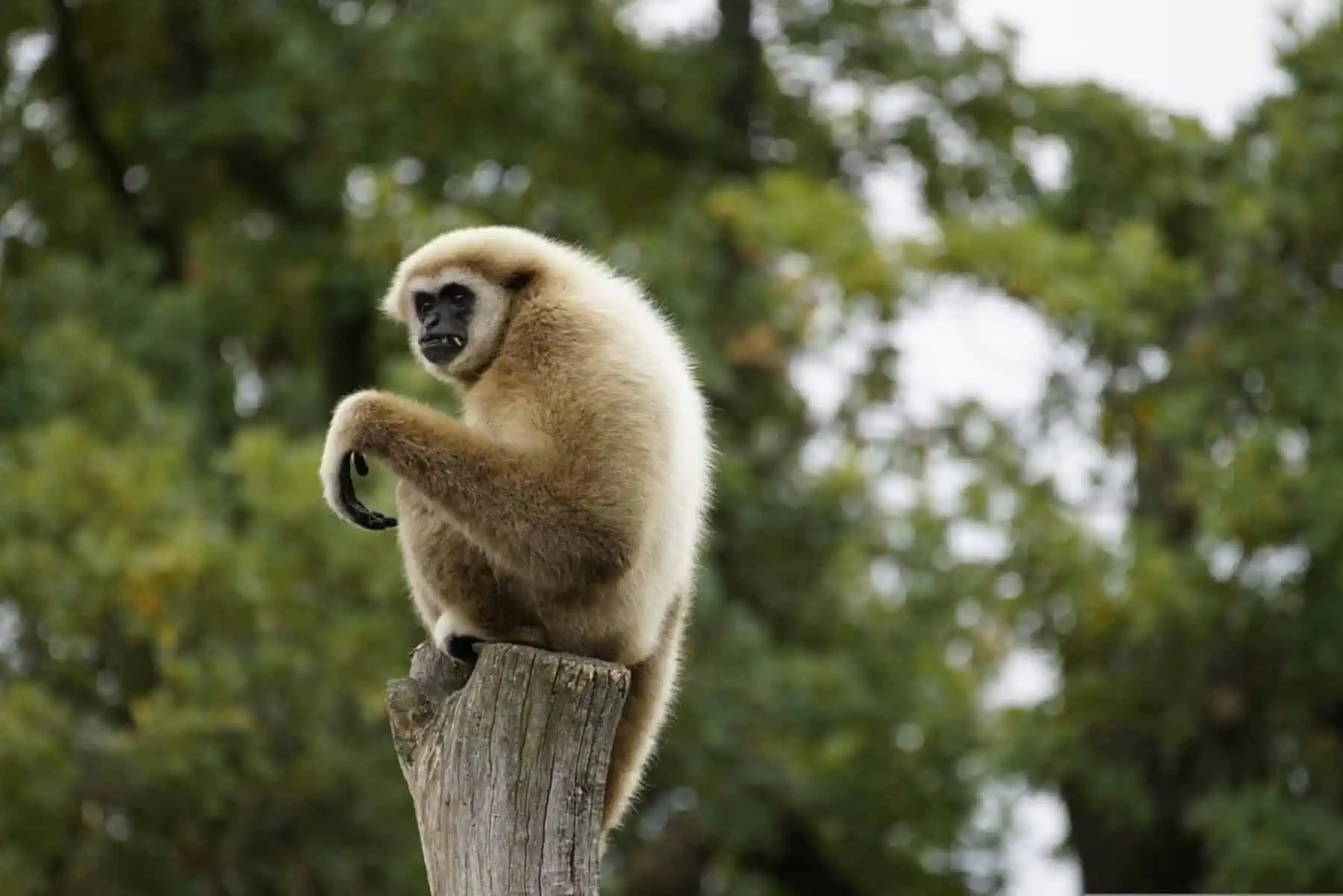 What is the Rarest Animal in the World 8 What is the rarest animal