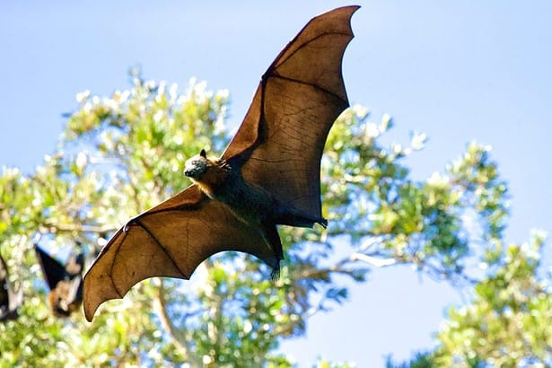 biggest bat in the world