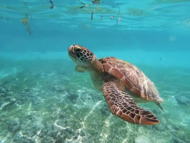 fun facts about turtles