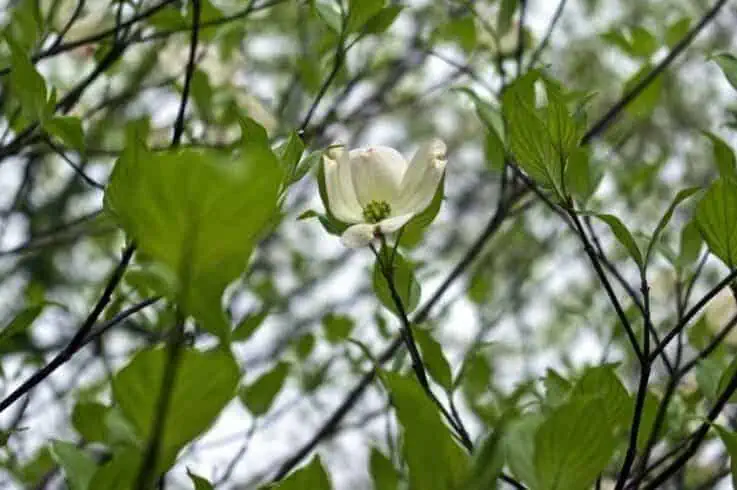 dogwood leaves