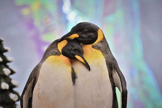 Animals That Mate For Life