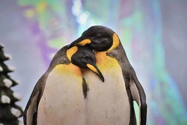 Animals That Mate For Life