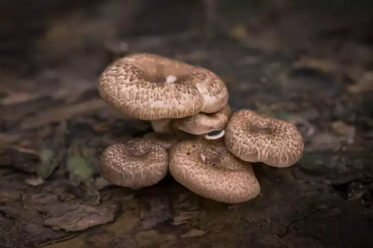 How to Know if Mushrooms Are Bad: 10 Fascinating Facts 2 how to know if mushrooms are bad
