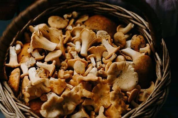 how to know if mushrooms are bad