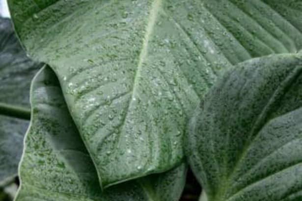 how to take care elephant ear plant indoors