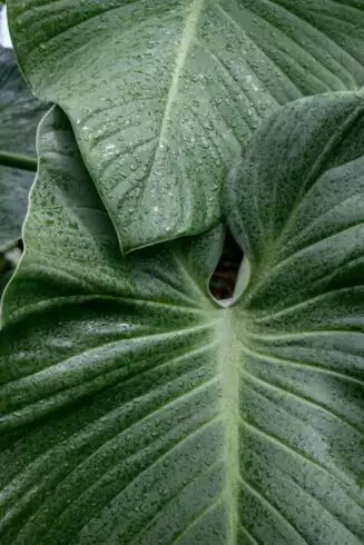 how to take care elephant ear plant indoors