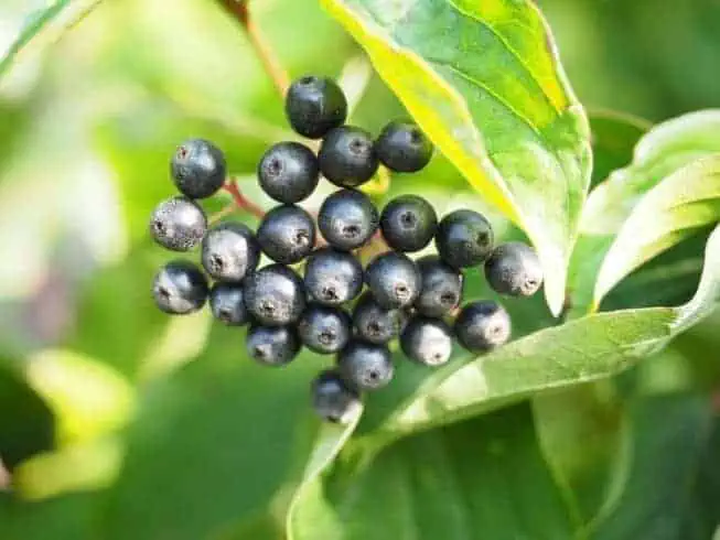 pagoda dogwood