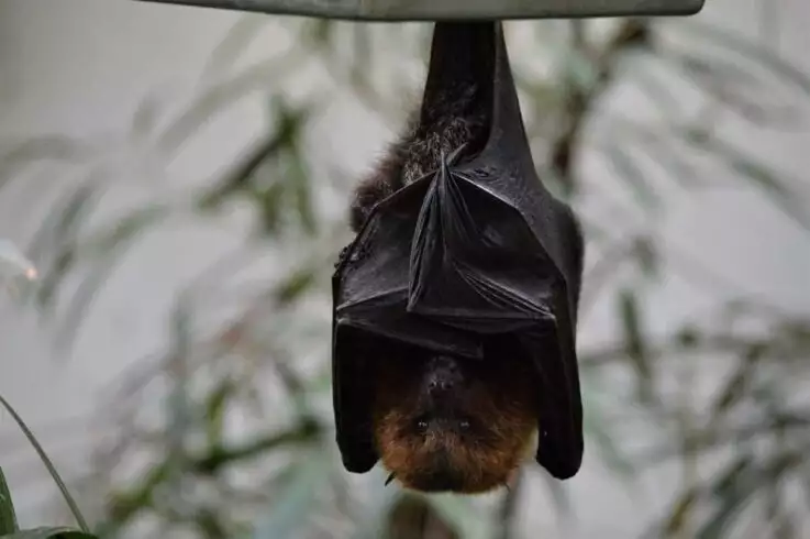 facts about bats