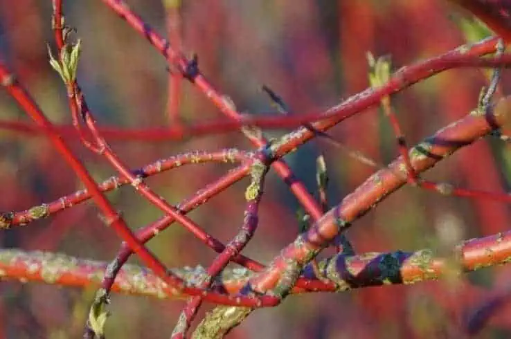 siberian dogwood