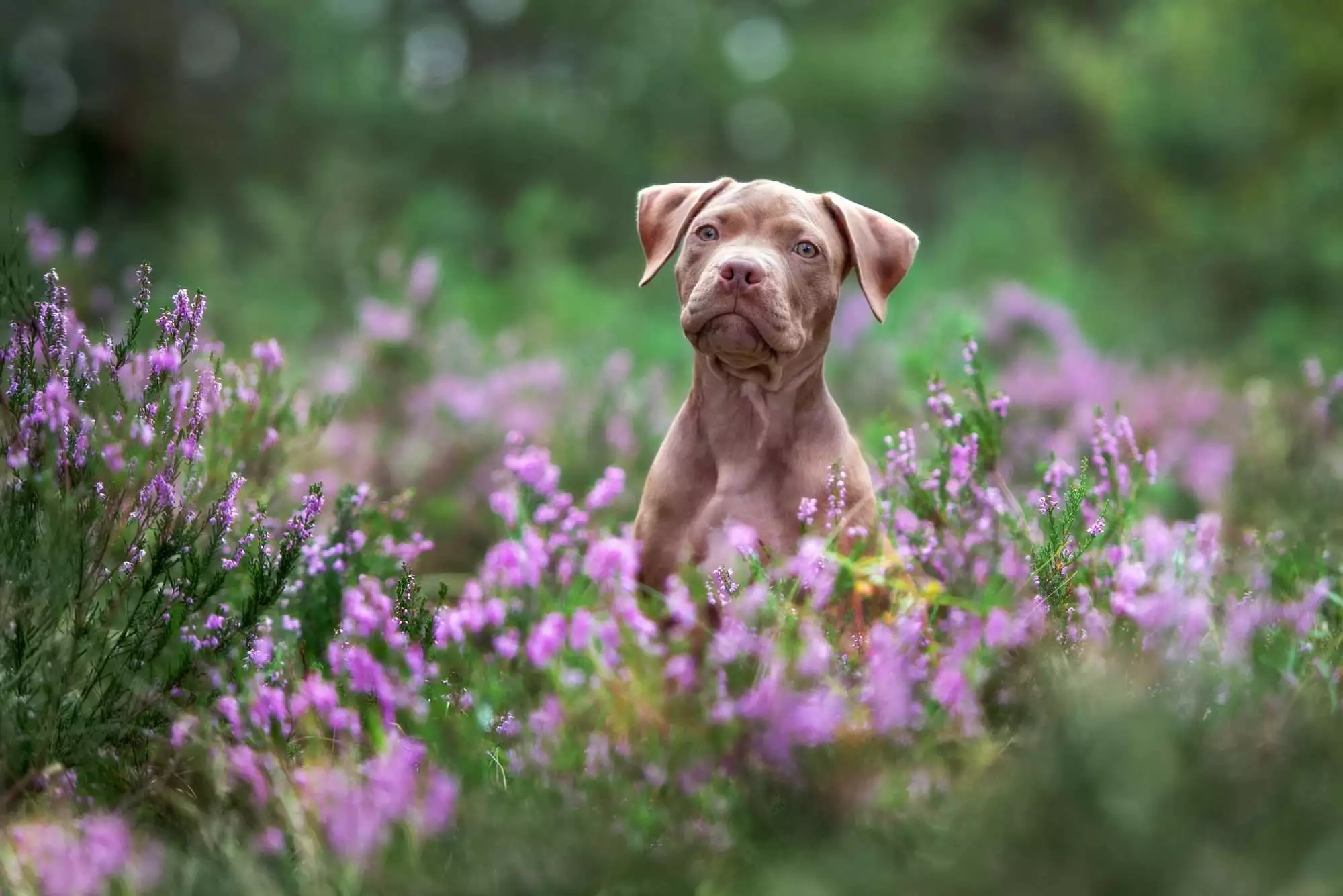 Pitbull Puppies - The Top 10 Amazing Facts 1