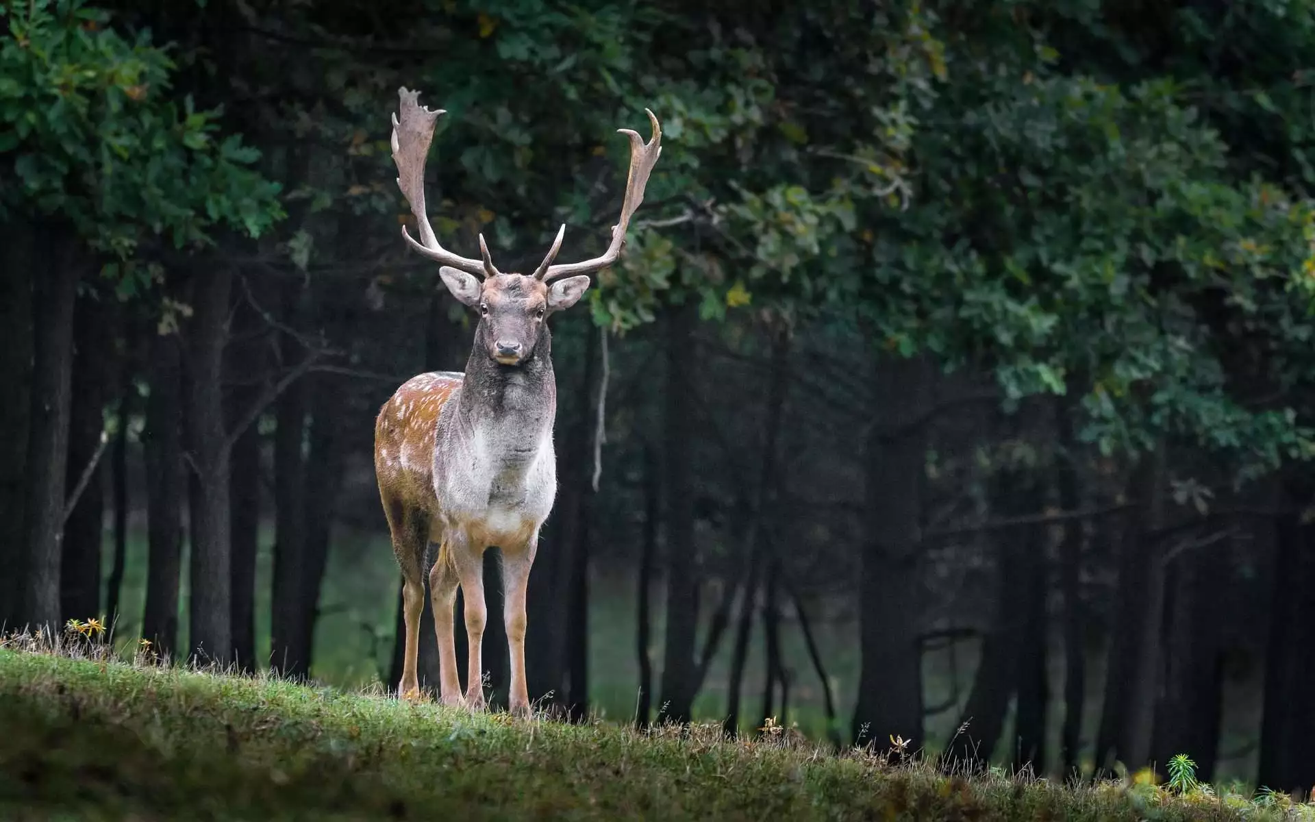 Top 15 Beautiful Deer Resistant Flowers 6 deer