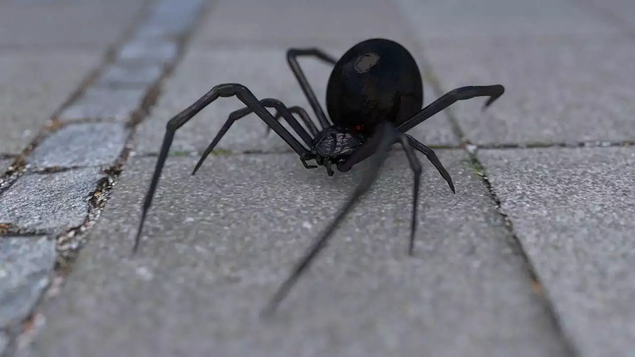How to Treat a Spider Bite: 101 Guide to Spider Bites 4