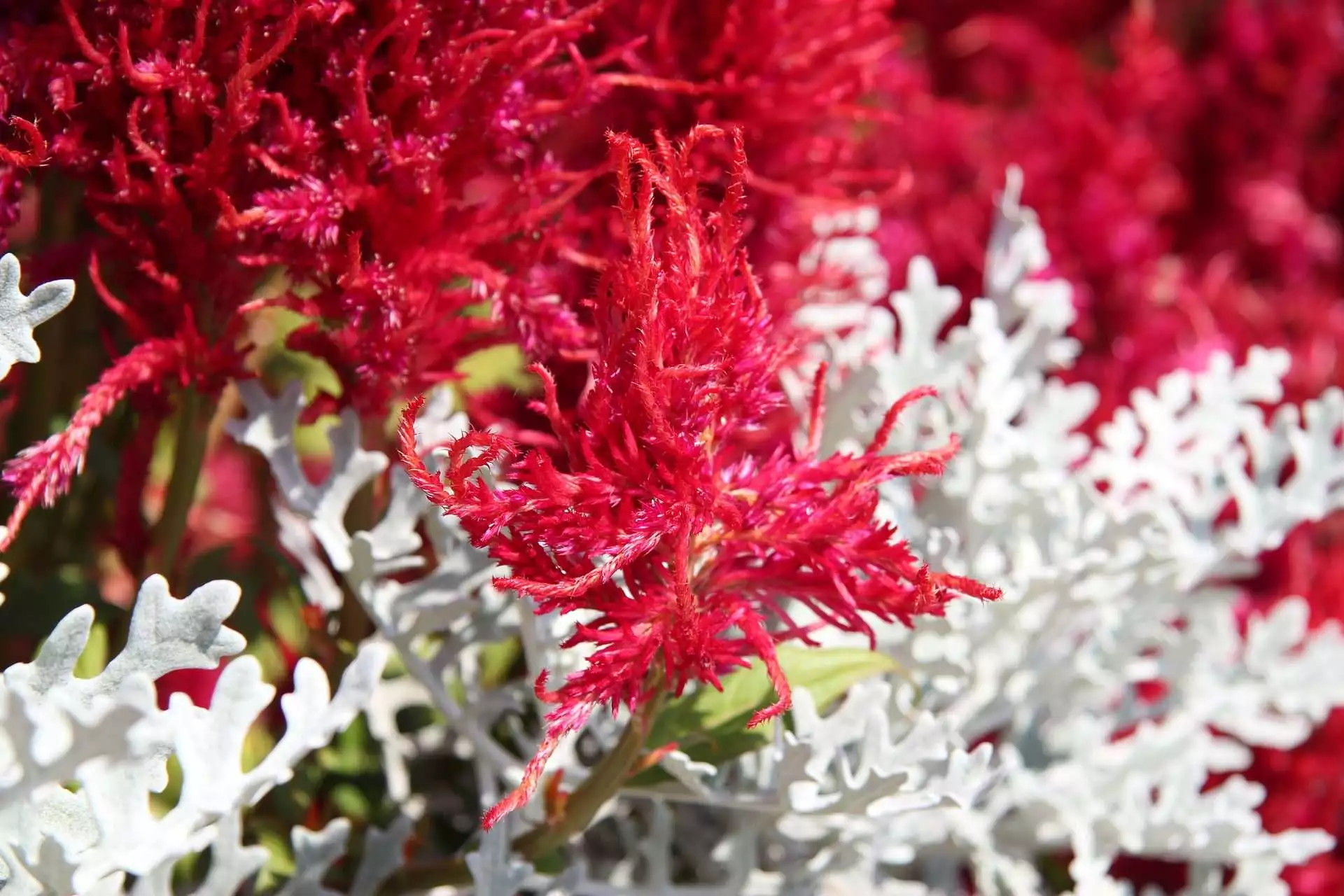 Top 15 Beautiful Deer Resistant Flowers 12 dusty miller