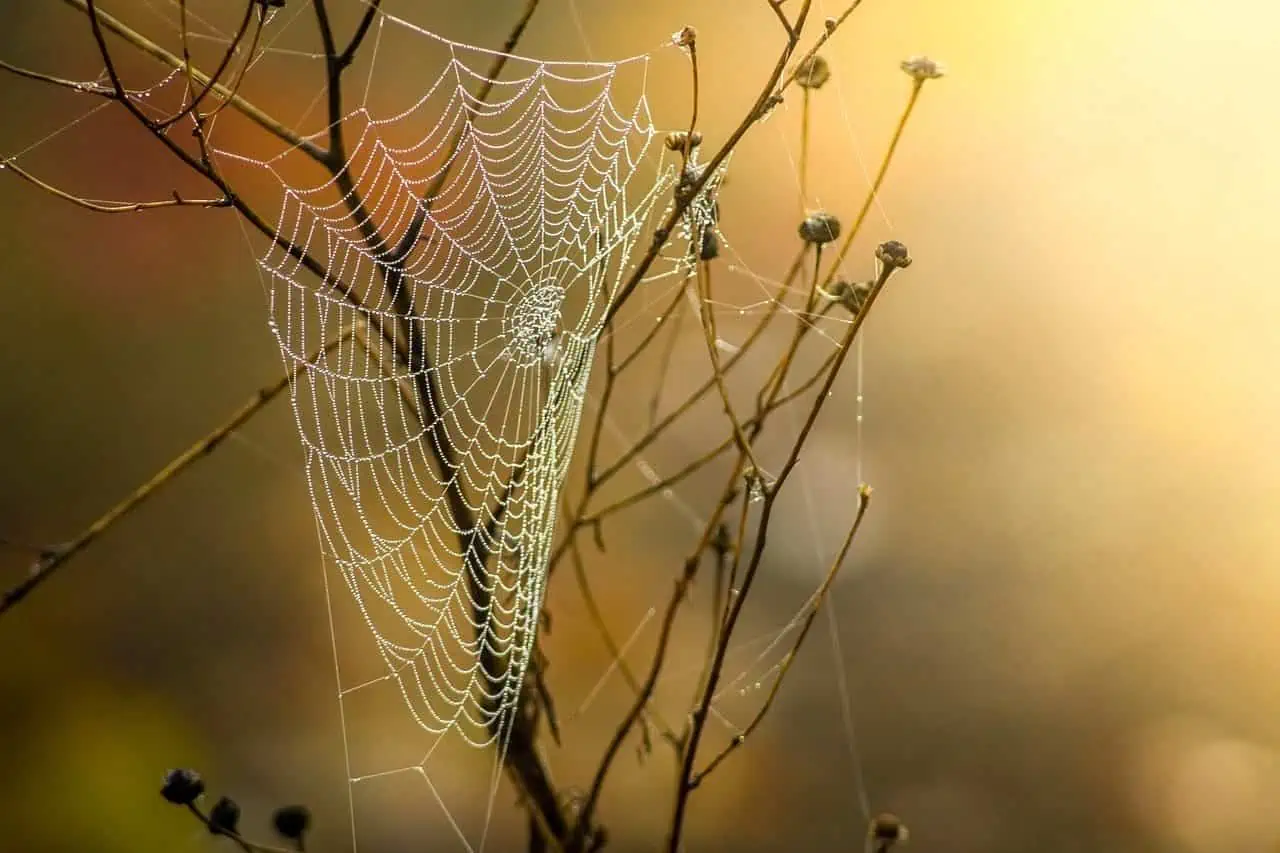 How to Treat a Spider Bite: 101 Guide to Spider Bites 6