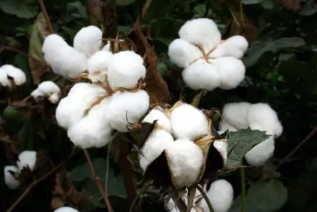 what is bioengineered food