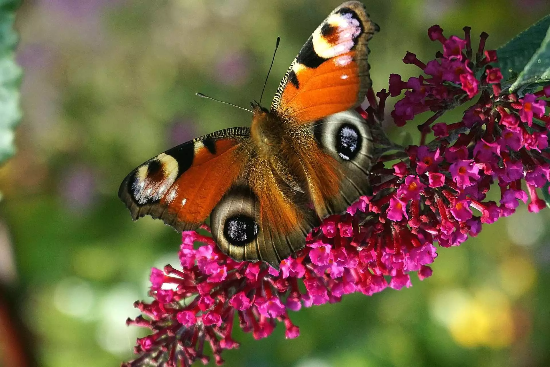 Top 15 Beautiful Deer Resistant Flowers 11 butterfly bush