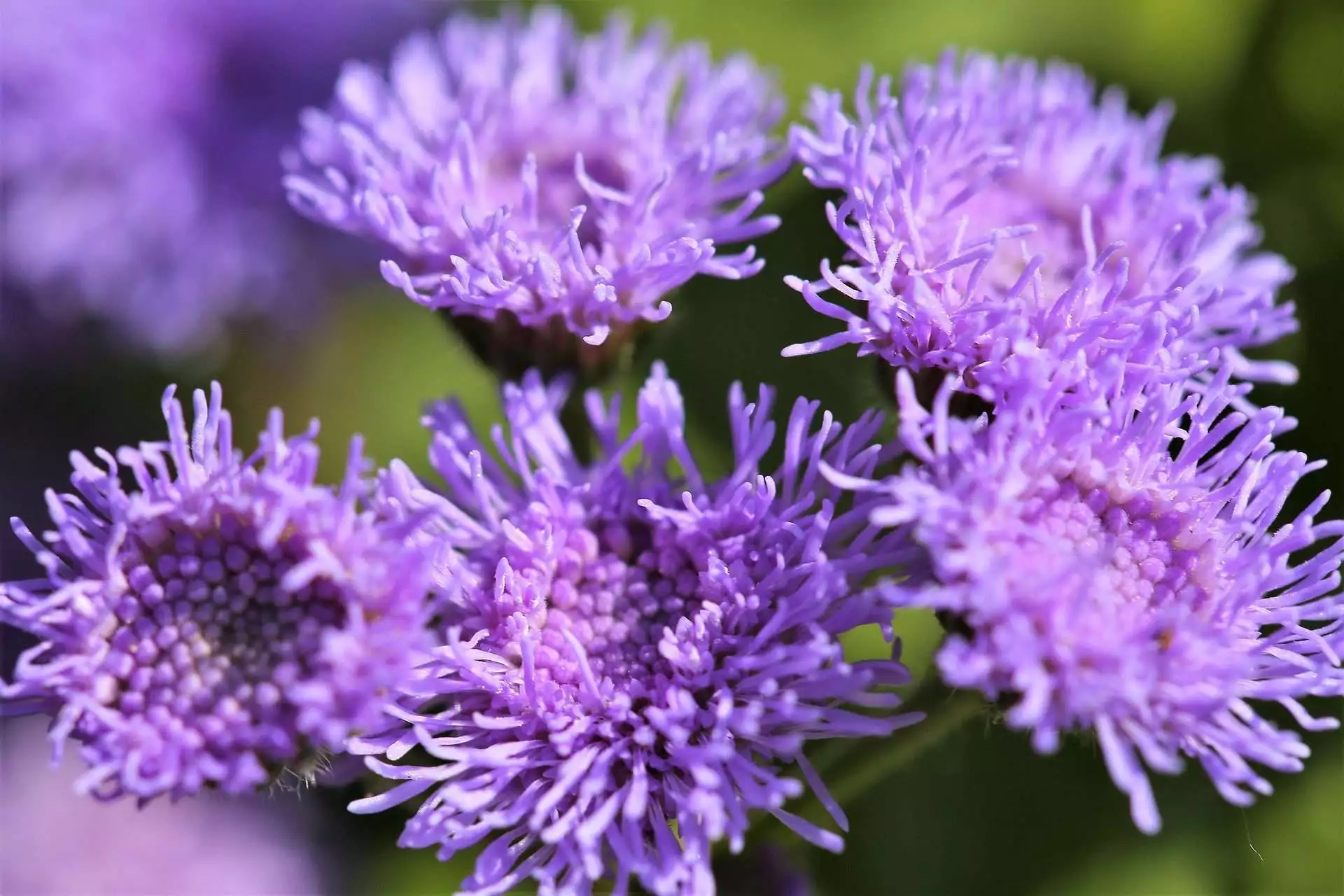 Top 15 Beautiful Deer Resistant Flowers 21 floss flower