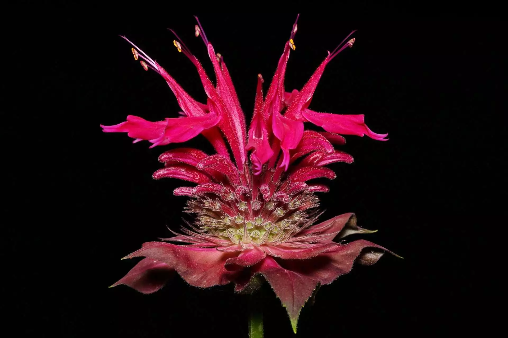 Top 15 Beautiful Deer Resistant Flowers 15 bee balm
