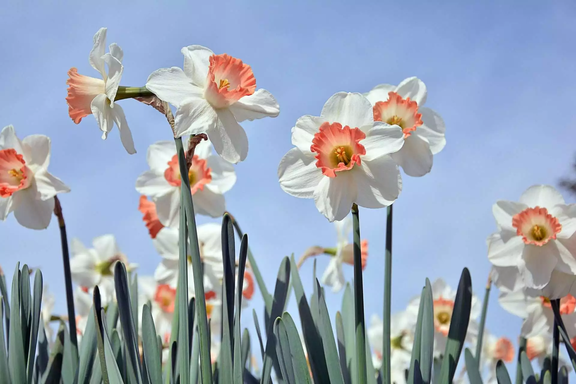 Top 15 Beautiful Deer Resistant Flowers 7 daffodils