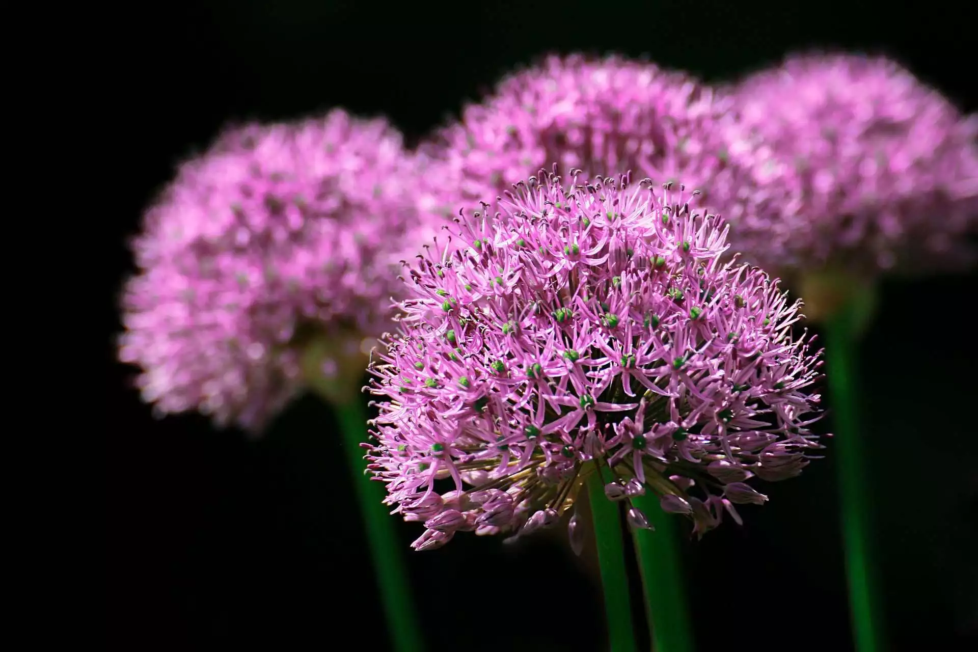 Top 15 Beautiful Deer Resistant Flowers 16 ornamental onion