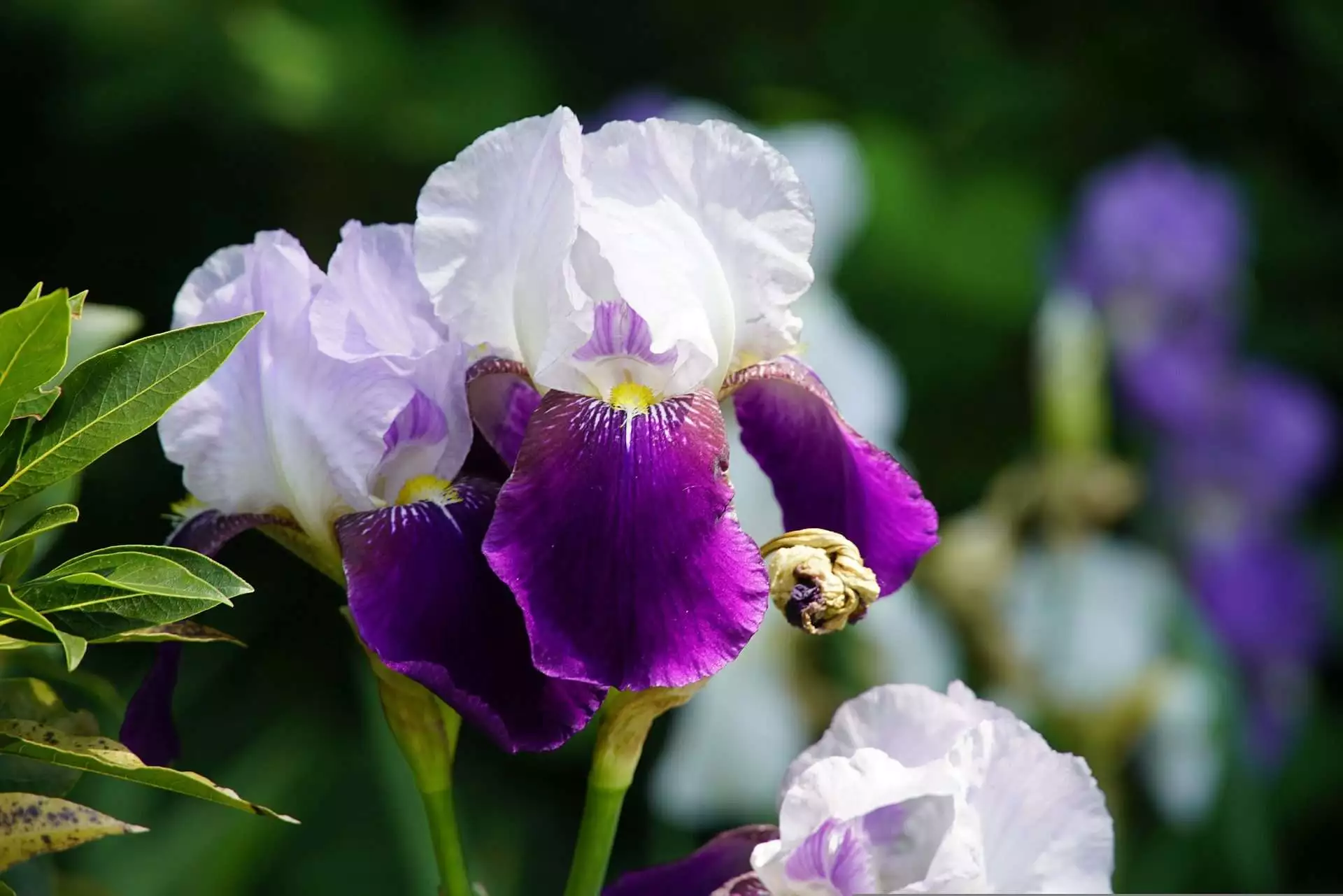 Top 15 Beautiful Deer Resistant Flowers 20 bearded iris