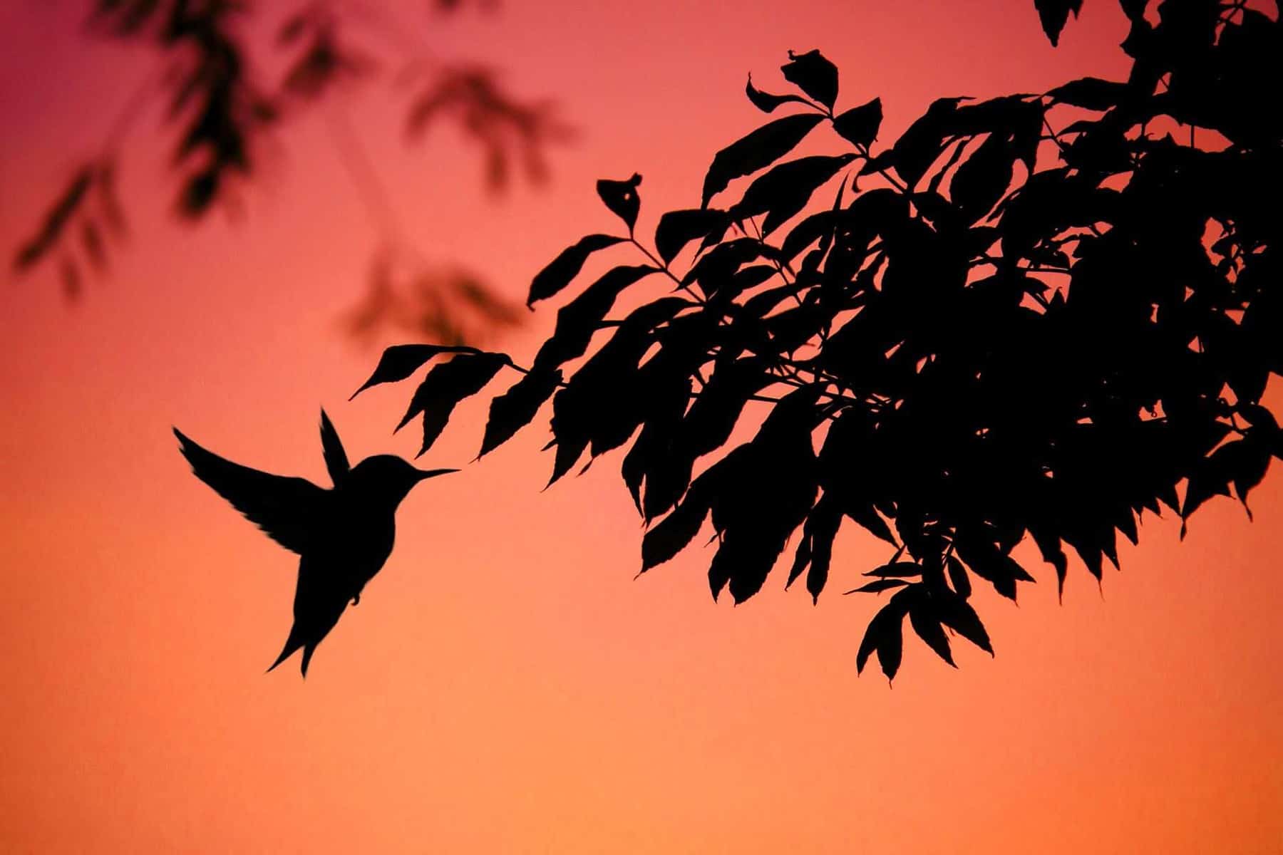 flowers that attract hummingbirds
