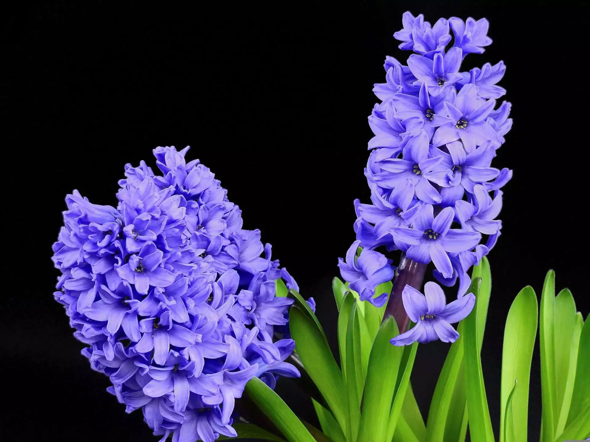 Top 15 Beautiful Deer Resistant Flowers 8 hyacinths