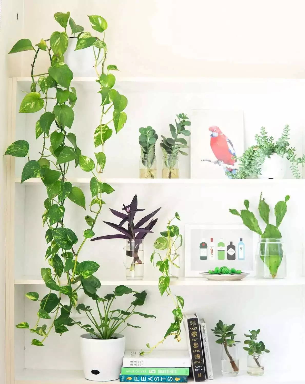 Indoor Plants that Don't Need Sunlight 2 Indoor Plants that Don't Need Sunlight 2
