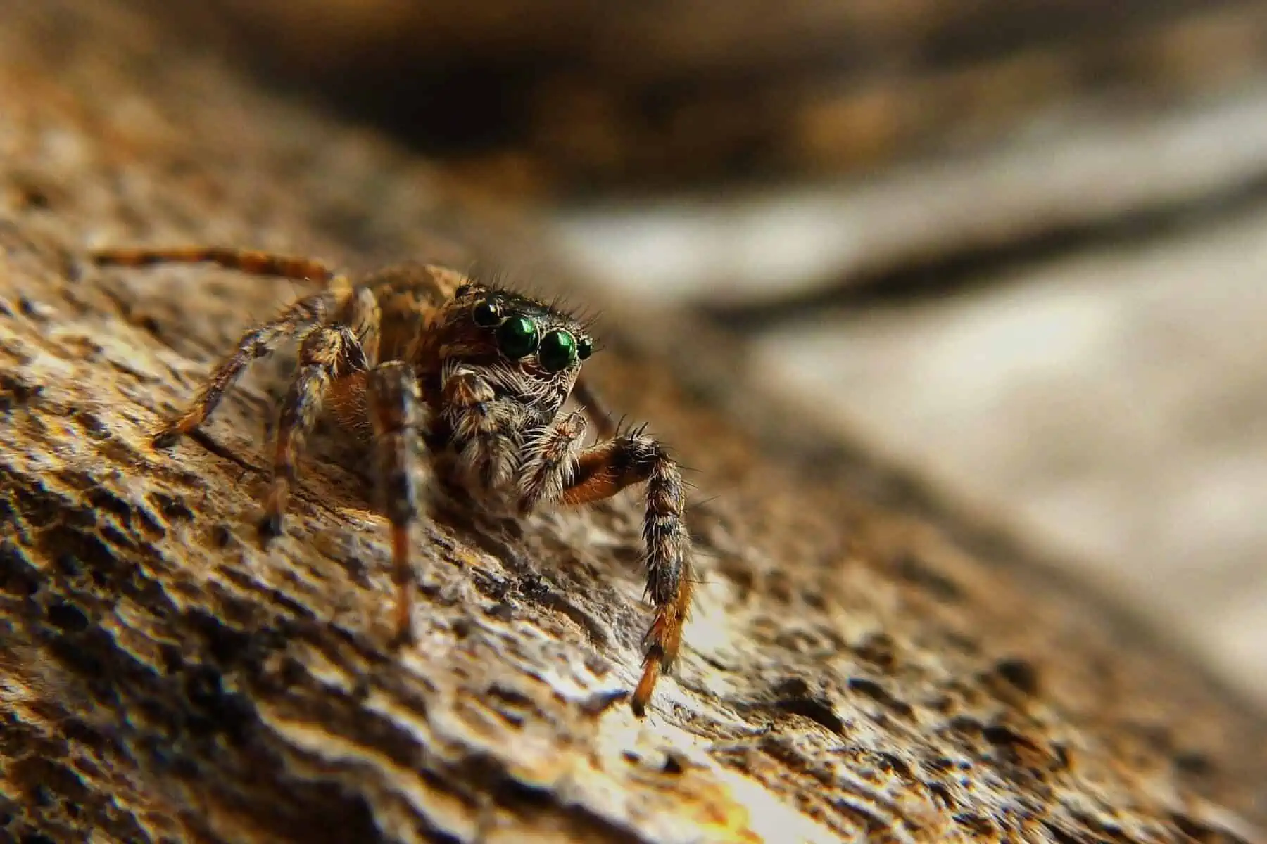 How to Treat a Spider Bite: 101 Guide to Spider Bites 8