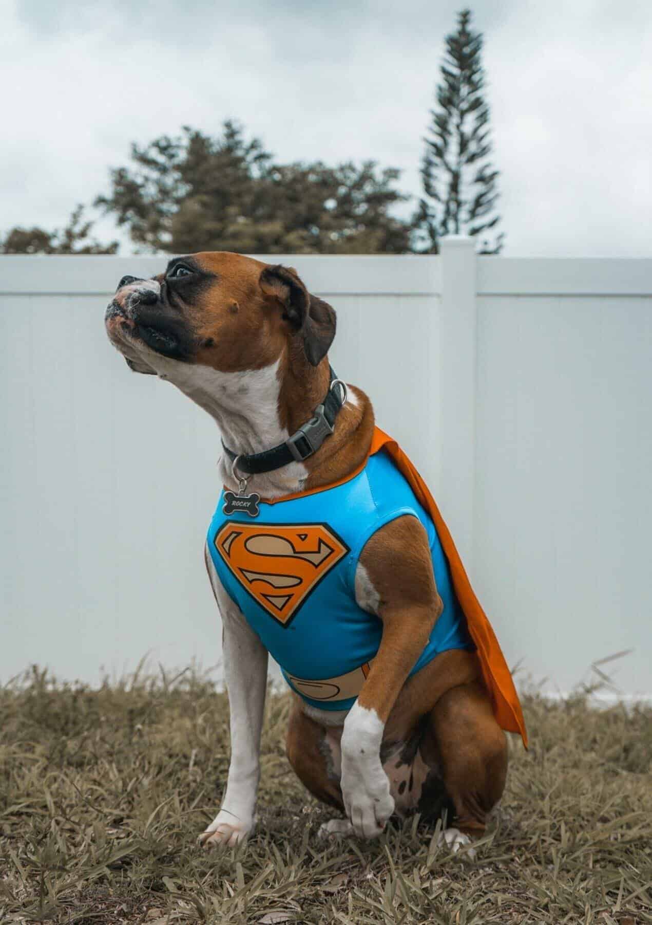 how to train your dog to be a service dog