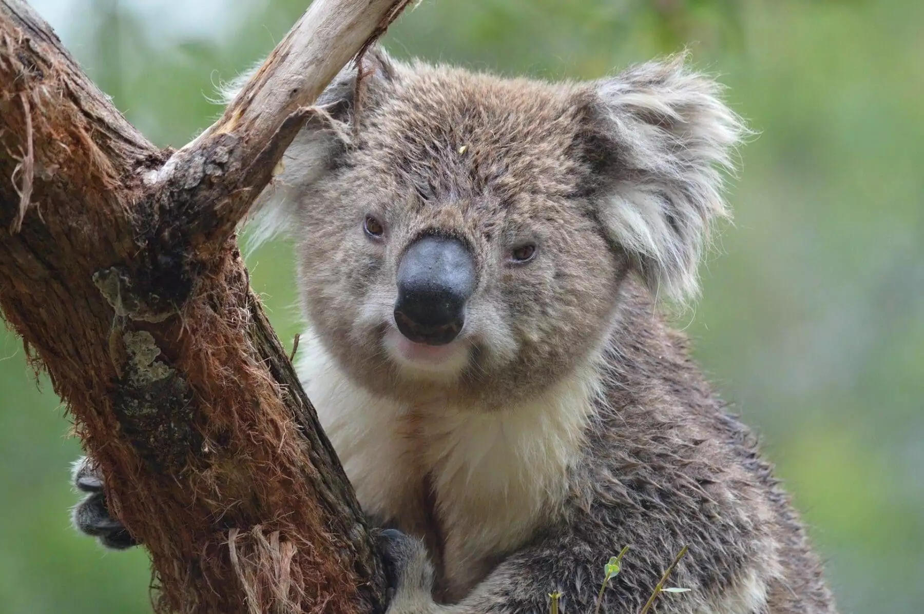 koala on a tree