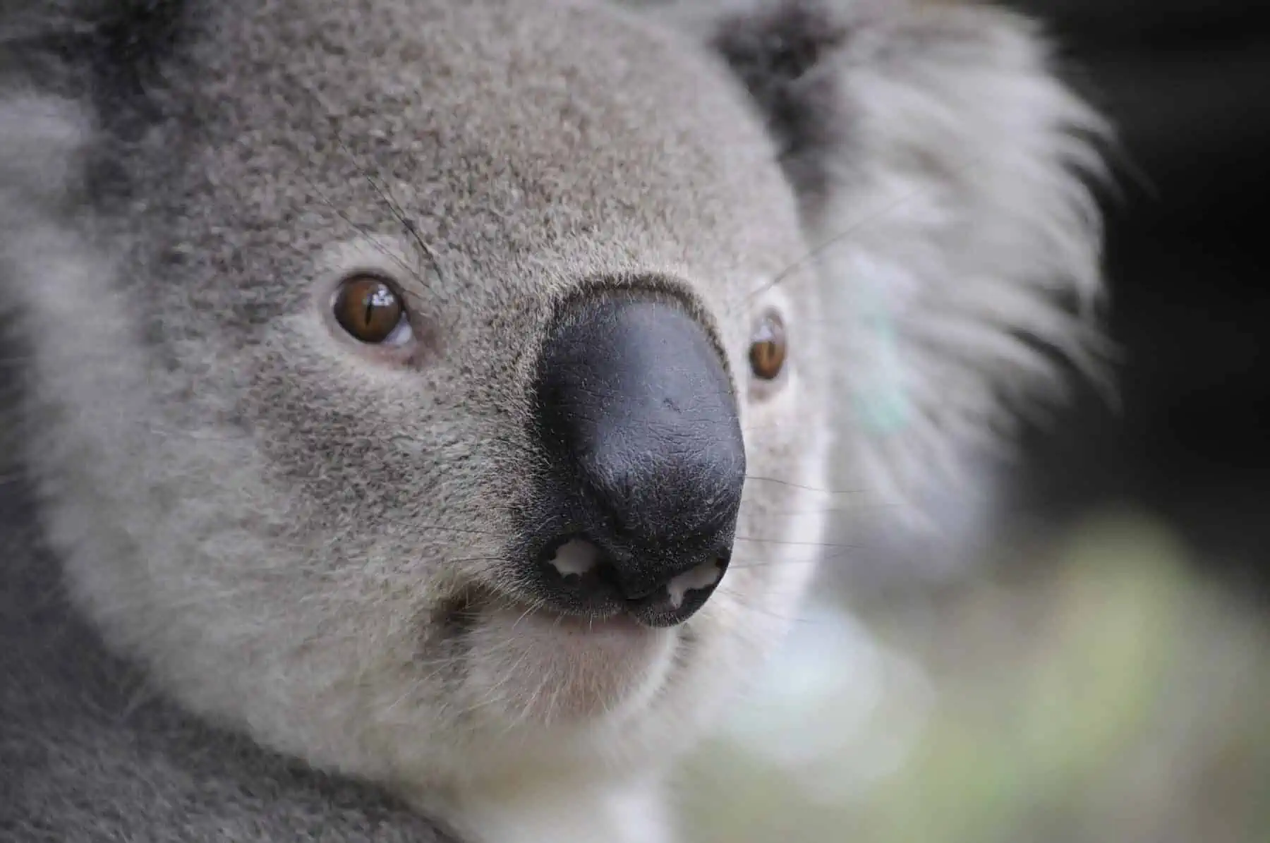 Top 6 Most Interesting Koala Facts for Kids 1
