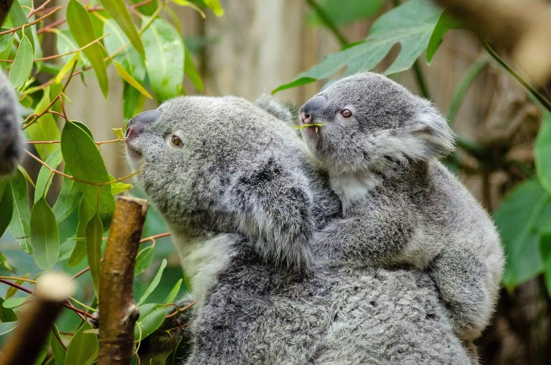 Top 6 Most Interesting Koala Facts for Kids 3