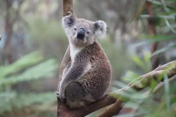 Koala Facts for Kids