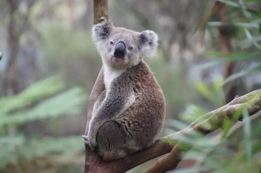 Koala Facts for Kids